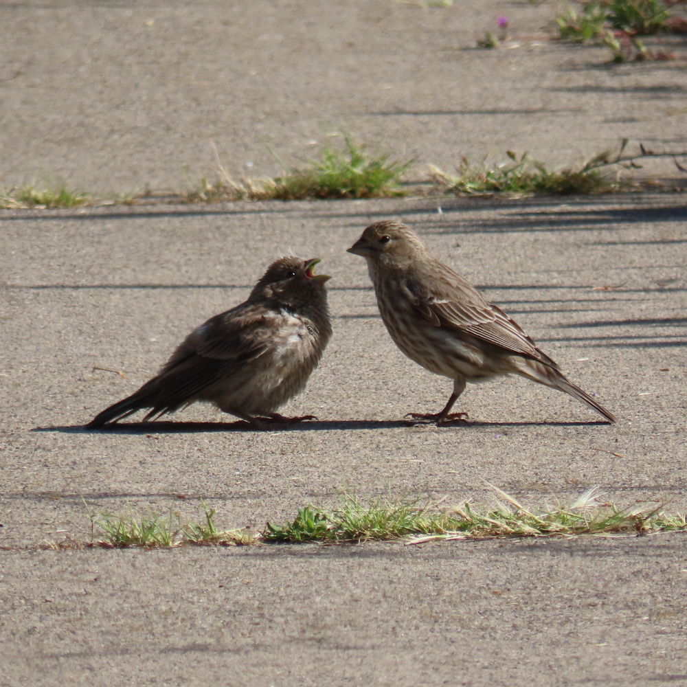 Pair of House Finches feeding their young on the sidewalk of Walker Ave. outside ScienceWorks