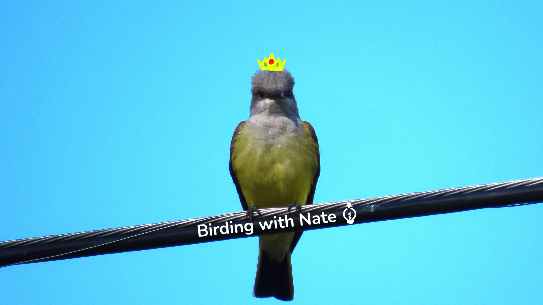 Birding with Nate — June Bird of the Month: Western Kingbird