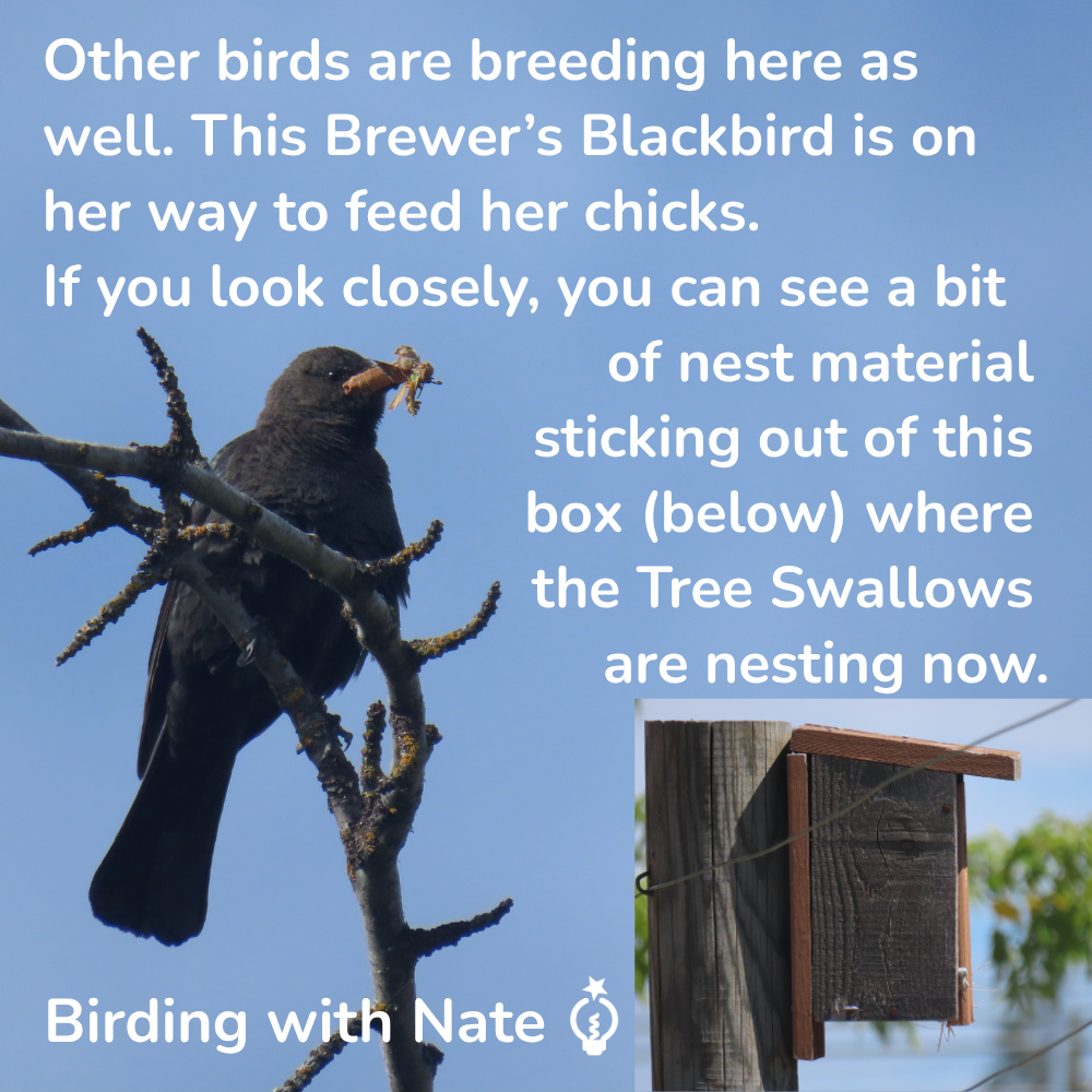 Other birds are breeding here as well. This Brewer’s Blackbird is on her way to feed her chicks. If you look closely, you can see a bit of nest material sticking out of this box (below) where the Tree Swallows are nesting now.