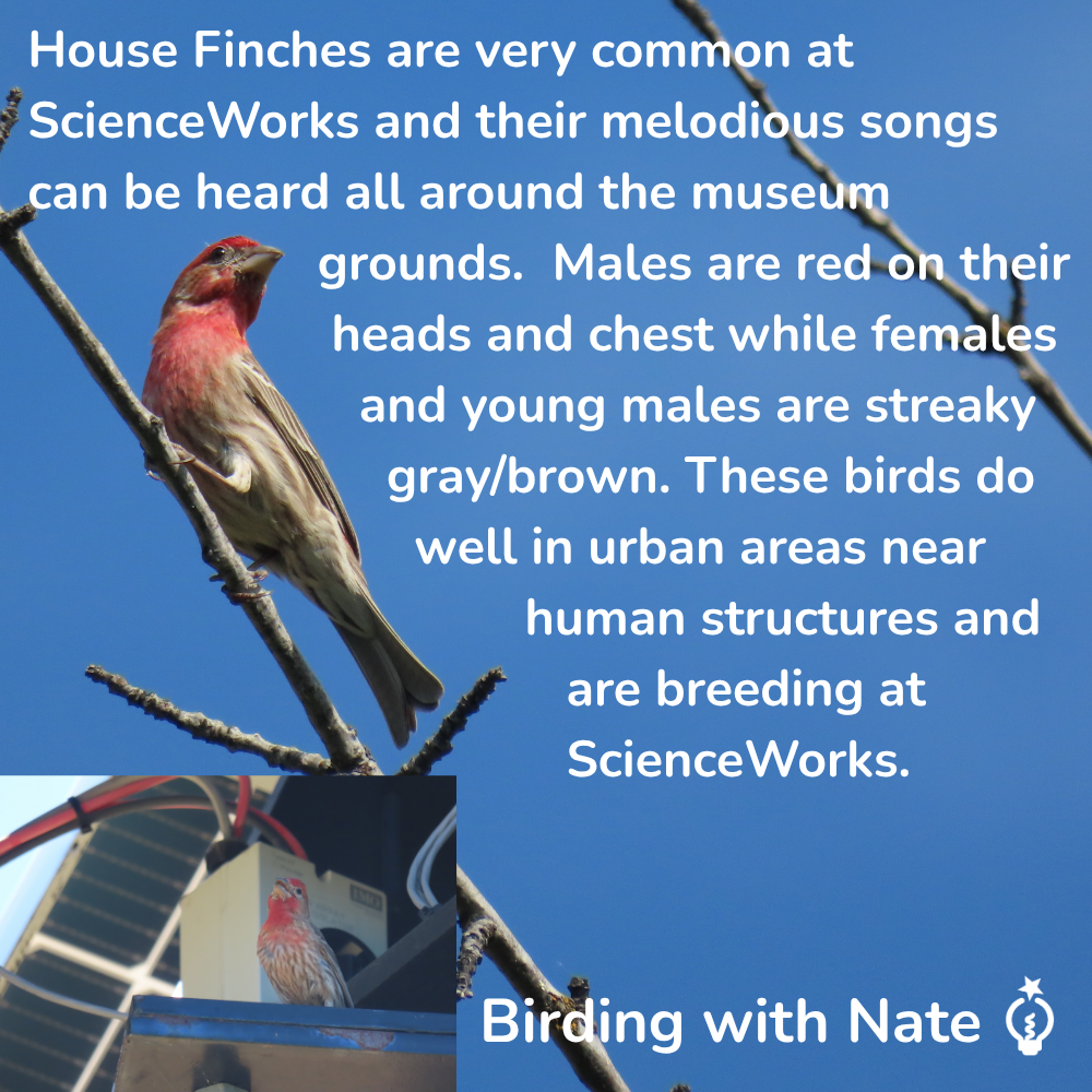 House Finches are very common at ScienceWorks and their melodious songs can be heard all around the museum grounds.  Males are red on their heads and chest while females and young males are streaky gray/brown. These birds do well in urban areas near human structures and are breeding at ScienceWorks.       