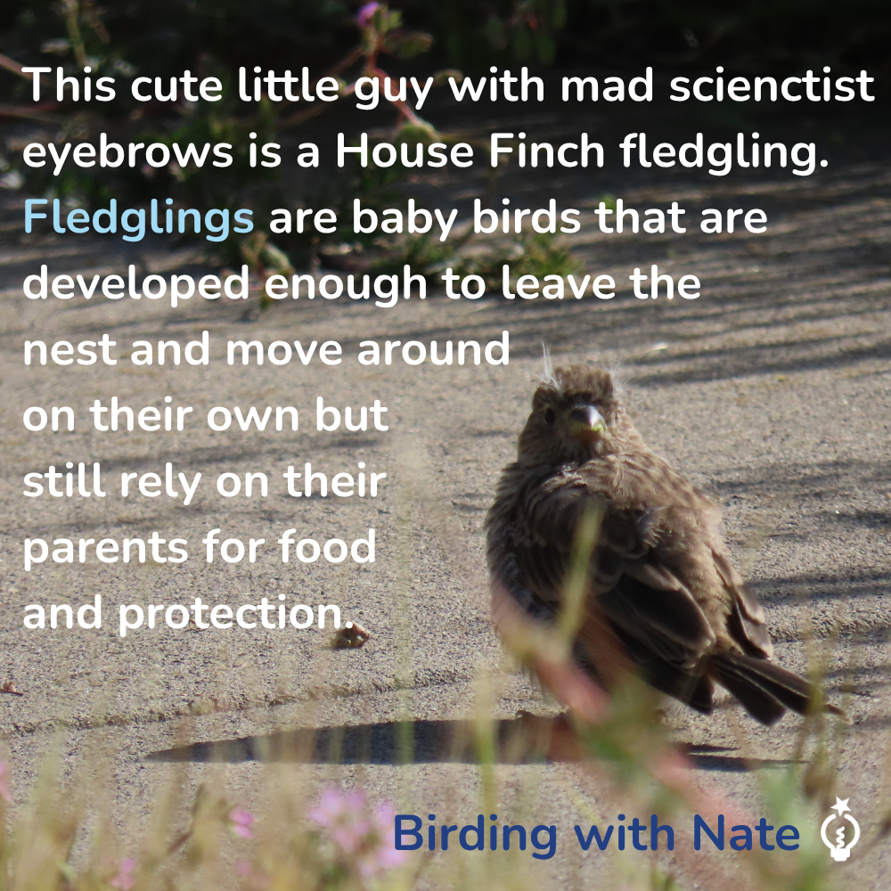 This cute little guy with mad scienctist eyebrows is a House Finch fledgling. Fledglings are baby birds that are developed enough to leave the nest and move around on their own but still rely on their parents for food 
and protection. 