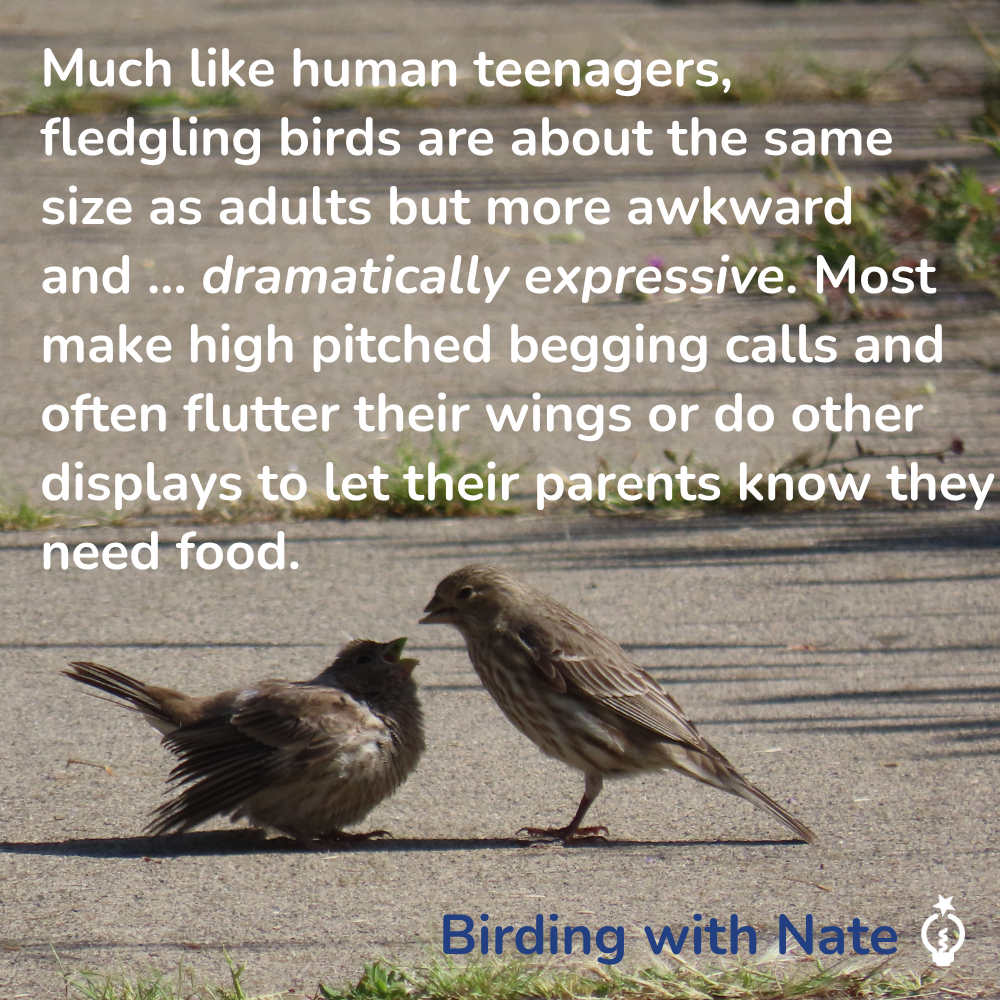 Much like human teenagers, fledgling birds are about the same size as adults but more awkward and ... dramatically expressive. Most make high pitched begging calls and often flutter their wings or do other displays to let their parents know they need food.