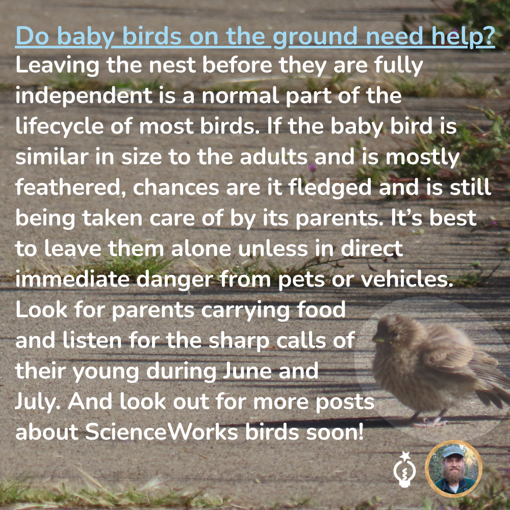 Leaving the nest before they are fully independent is a normal part of the lifecycle of most birds. If the baby bird is similar in size to the adults and is mostly feathered, chances are it fledged and is still being taken care of by its parents. It’s best to leave them alone unless in direct immediate danger from pets or vehicles. Look for parents carrying food and listen for the sharp calls of their young during June and July. And look out for more posts about ScienceWorks birds soon!