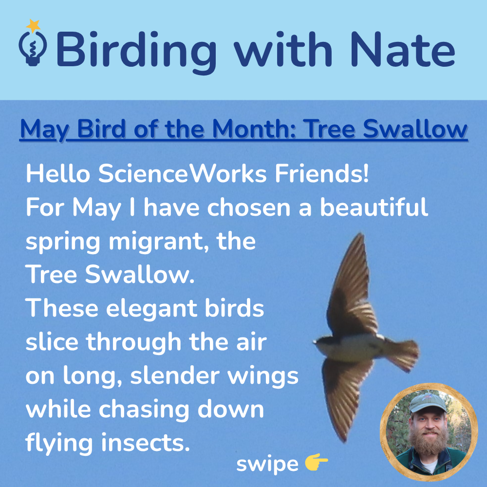 Hello ScienceWorks Friends! 
For May I have chosen a beautiful spring migrant, the Tree Swallow. These elegant birds slice through the air on long, slender wings while chasing down flying insects.