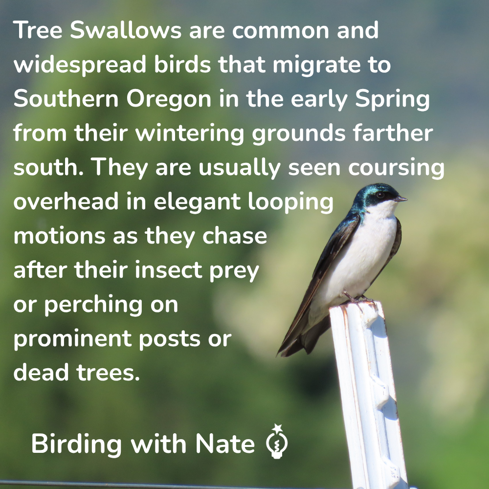 Tree Swallows are common and widespread birds that migrate to Southern Oregon in the early Spring from their wintering grounds farther south. They are usually seen coursing overhead in elegant looping motions as they chase after their insect prey 
or perching on prominent posts or dead trees.   