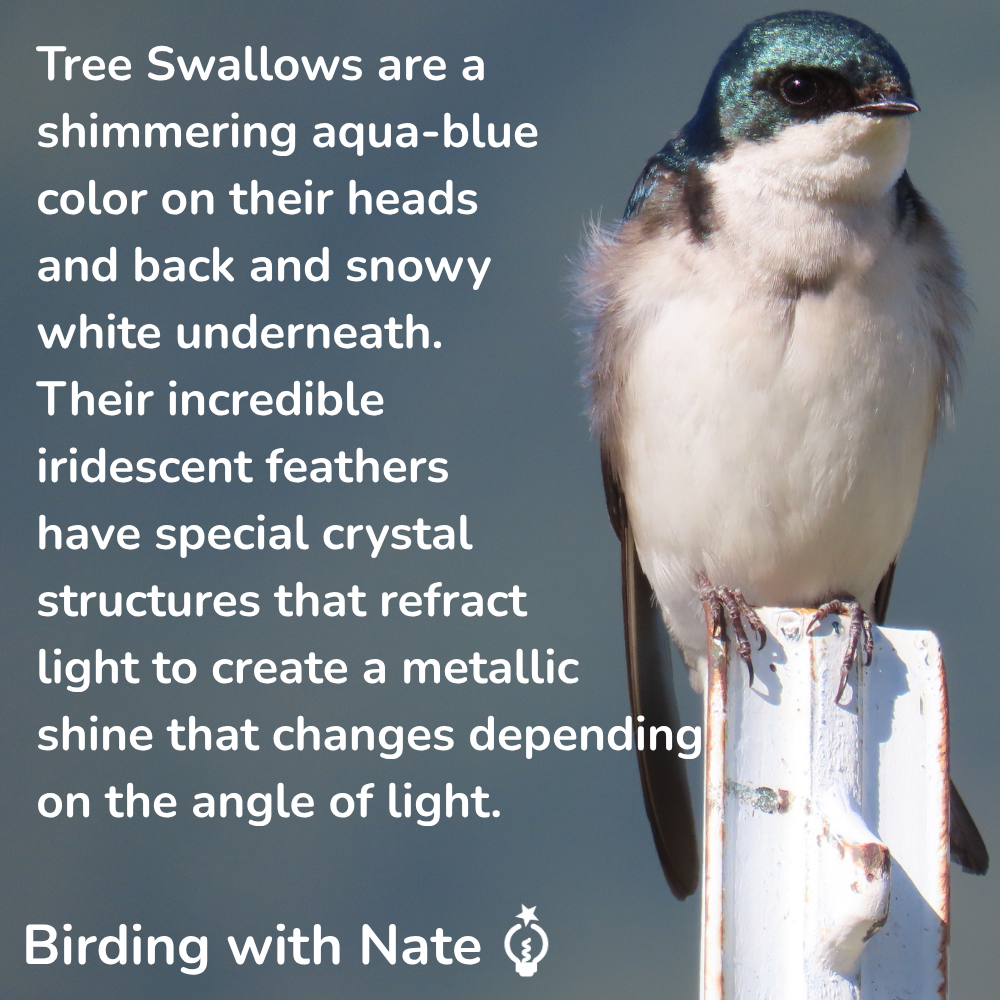 Tree Swallows are a shimmering aqua-blue color on their heads and back and snowy white underneath. Their incredible iridescent feathers have special crystal structures that refract 
light to create a metallic shine that changes depending on the angle of light.
