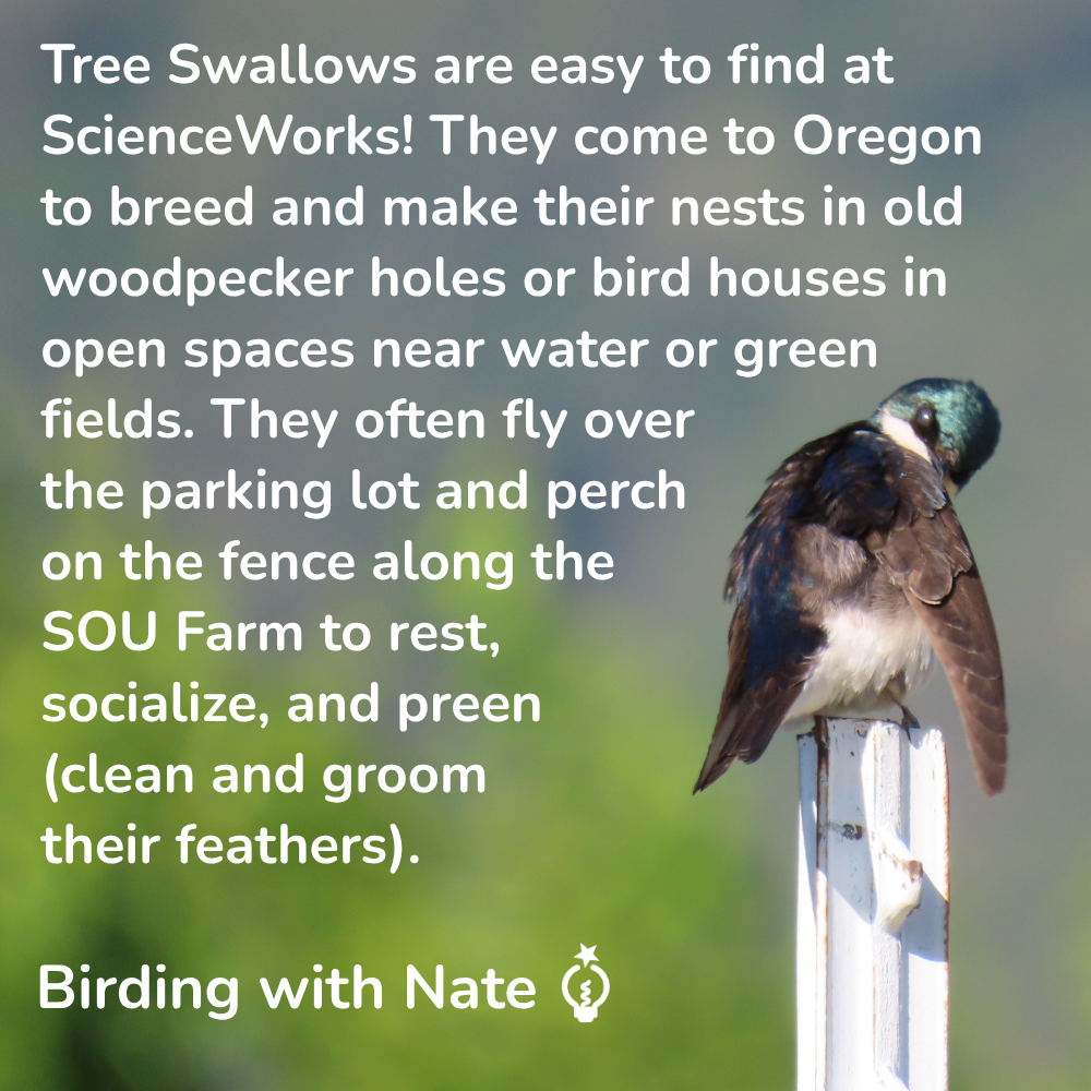Tree Swallows are easy to find at 
ScienceWorks! They come to Oregon  to breed and make their nests in old woodpecker holes or bird houses in open spaces near water or green fields. They often fly over the parking lot and perch on the fence along the 
SOU Farm to rest, socialize, and preen 
(clean and groom their feathers). 
