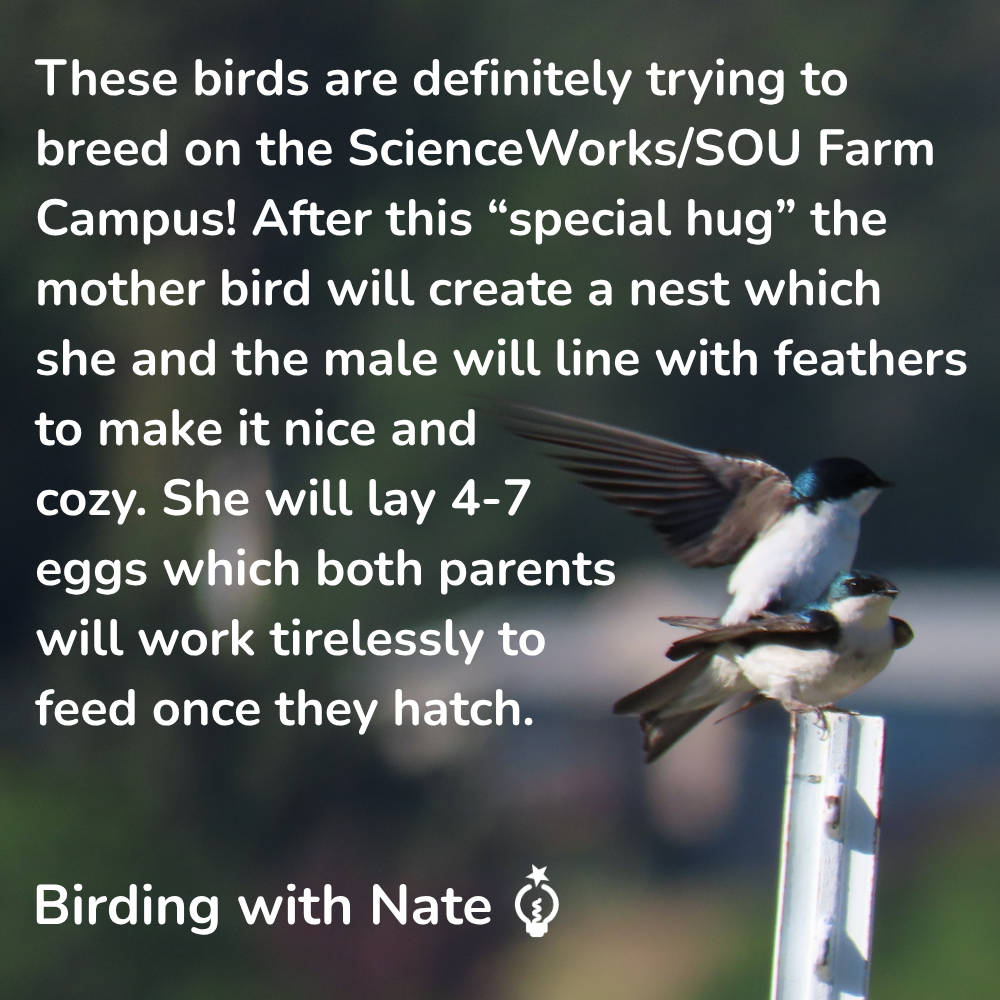 These birds are definitely trying to 
breed on the ScienceWorks/SOU Farm Campus! After this “special hug” the mother bird will create a nest which she and the male will line with feathers to make it nice and cozy. She will lay 4-7 eggs which both parents 
will work tirelessly to feed once they hatch.