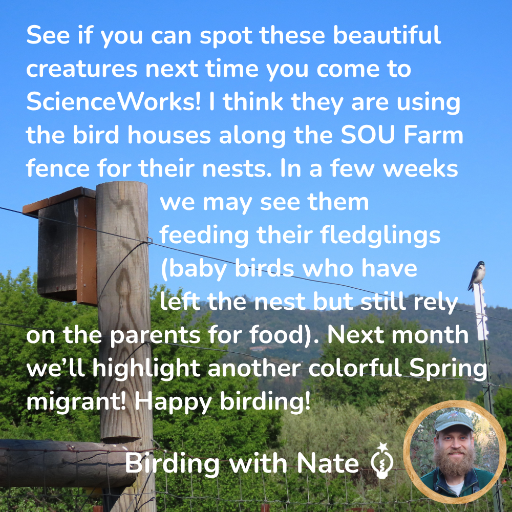 See if you can spot these beautiful 
creatures next time you come to 
ScienceWorks! I think they are using the bird houses along the SOU Farm fence for their nests. In a few weeks we may see them    feeding their fledglings (baby birds who have left the nest but still rely on the parents for food). Next month we’ll highlight another colorful spring migrant! Happy birding!                                             