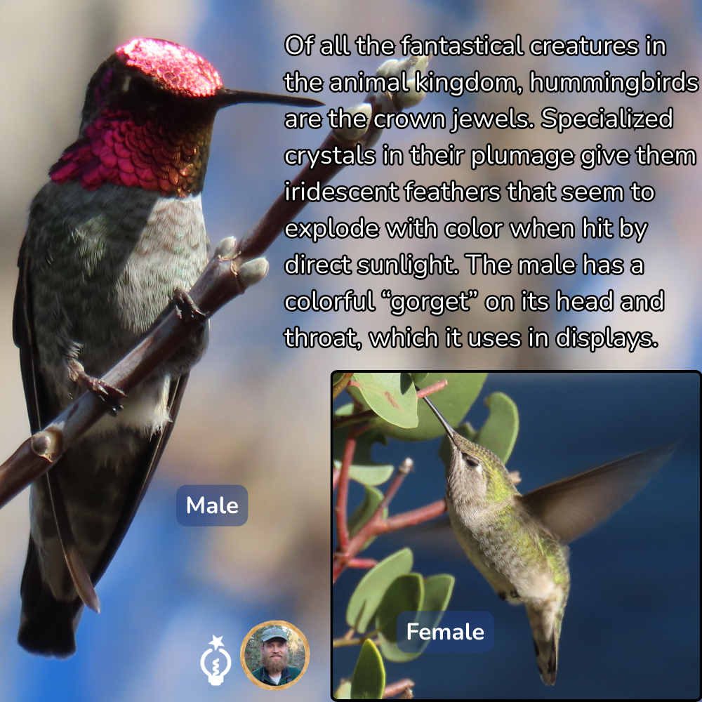 Male hummingbird with iridescent feathers, next to photo of a female hummingbird. Text describes them.