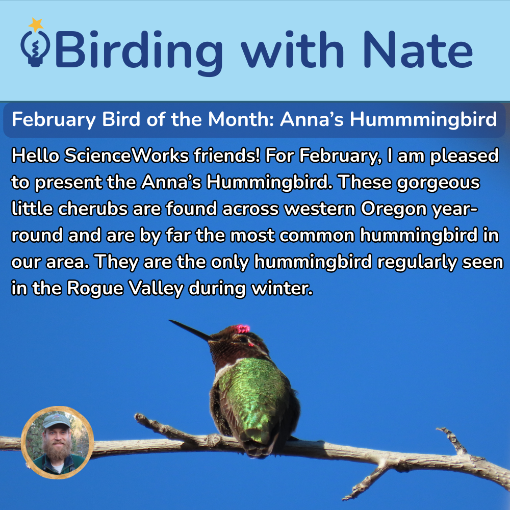 Anna's Hummingbird on a branch, blue sky background. Text: