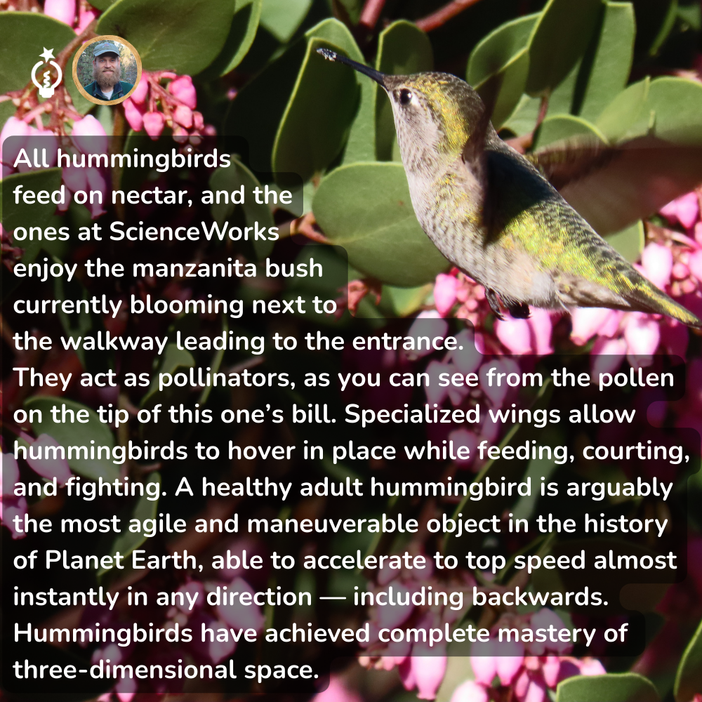 Hummingbird feeding on nectar from a manzanita bush. The bird has pollen on its bill, next to a walkway.