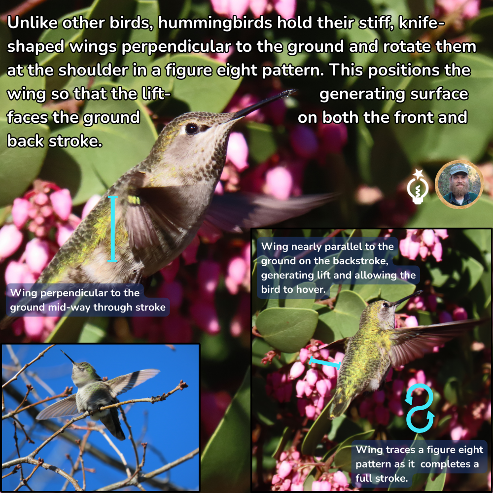 Hummingbird in flight, wings in figure eight pattern, generating lift, illustrated.