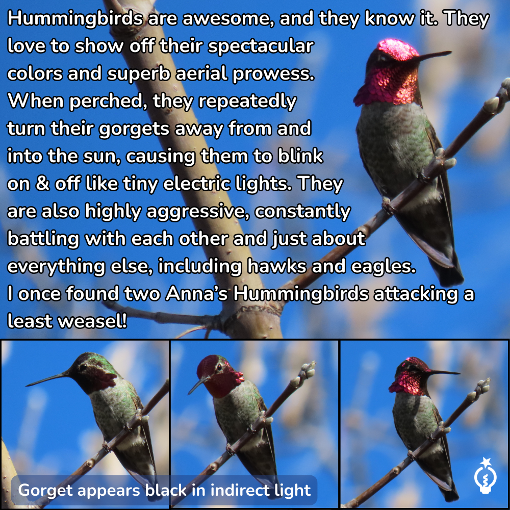Hummingbird with iridescent red gorget, description of their behavior and aggressiveness.