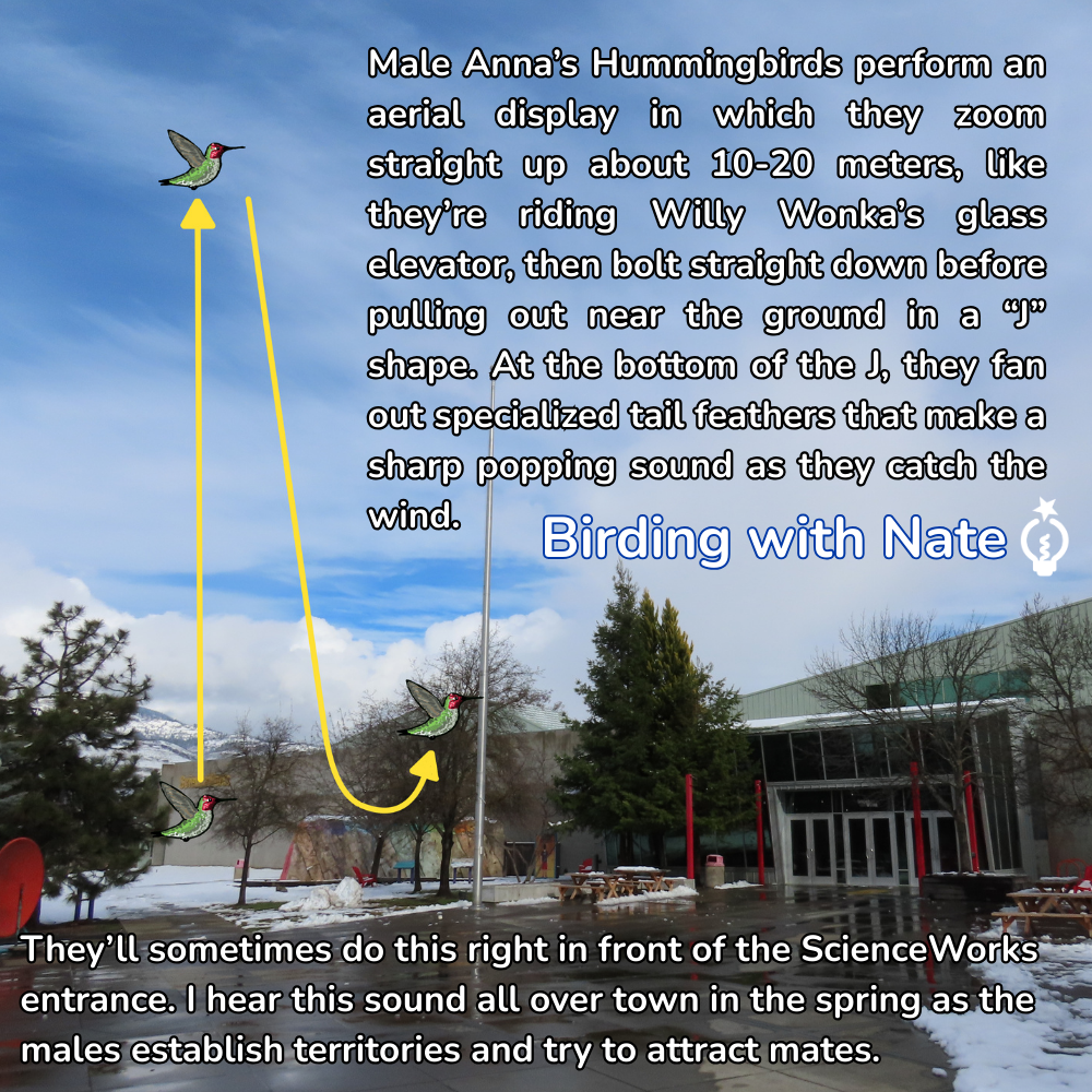 Anna's Hummingbird male aerial display. Yellow lines show ascent & dive, popping sound, in front of ScienceWorks entrance.