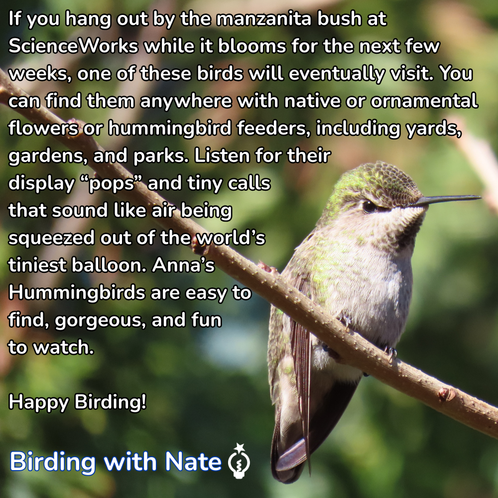 Anna's Hummingbird on a branch, text about finding them with tips.