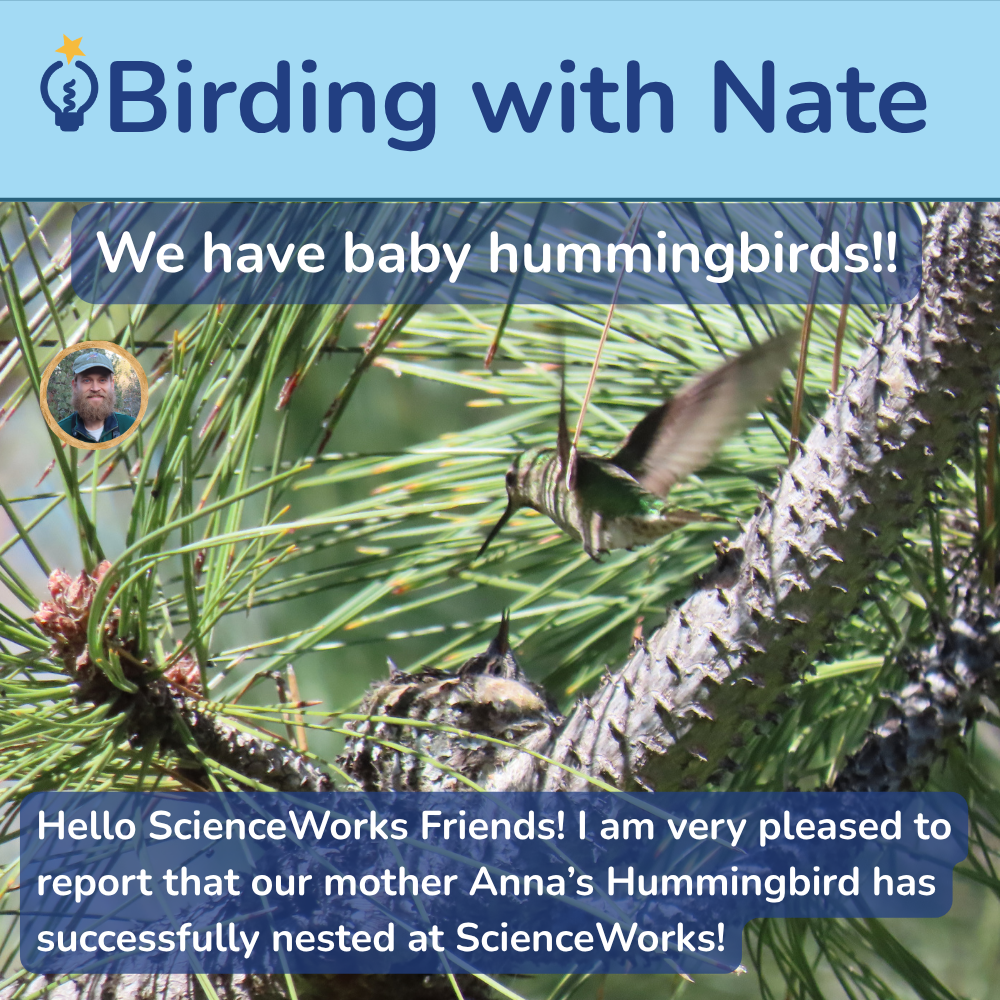 Birding with Nate banner: baby hummingbirds in a pine tree, with text about a successful nest
