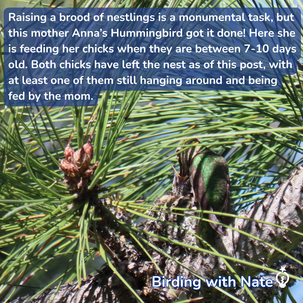 Mother hummingbird feeding two nestlings in a pine tree nest, with text overlay about chicks leaving the nest.