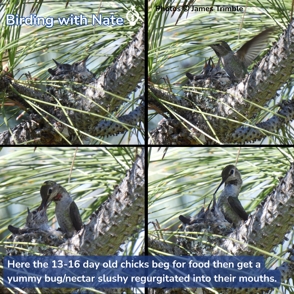 Four-panel collage of an Anna's hummingbird in a pine tree, with chicks begging for food in a nest.