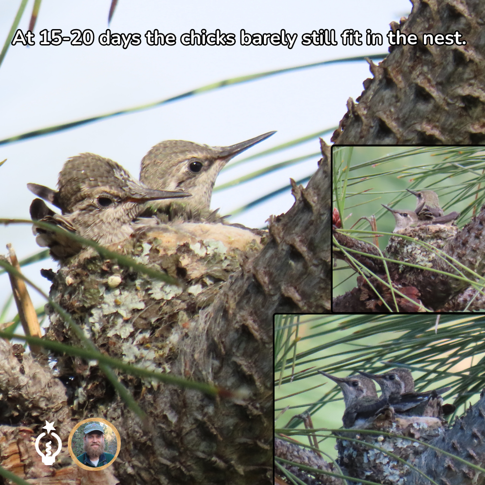 Two hummingbird chicks in a nest among branches, with two small inset views of the nest scene.