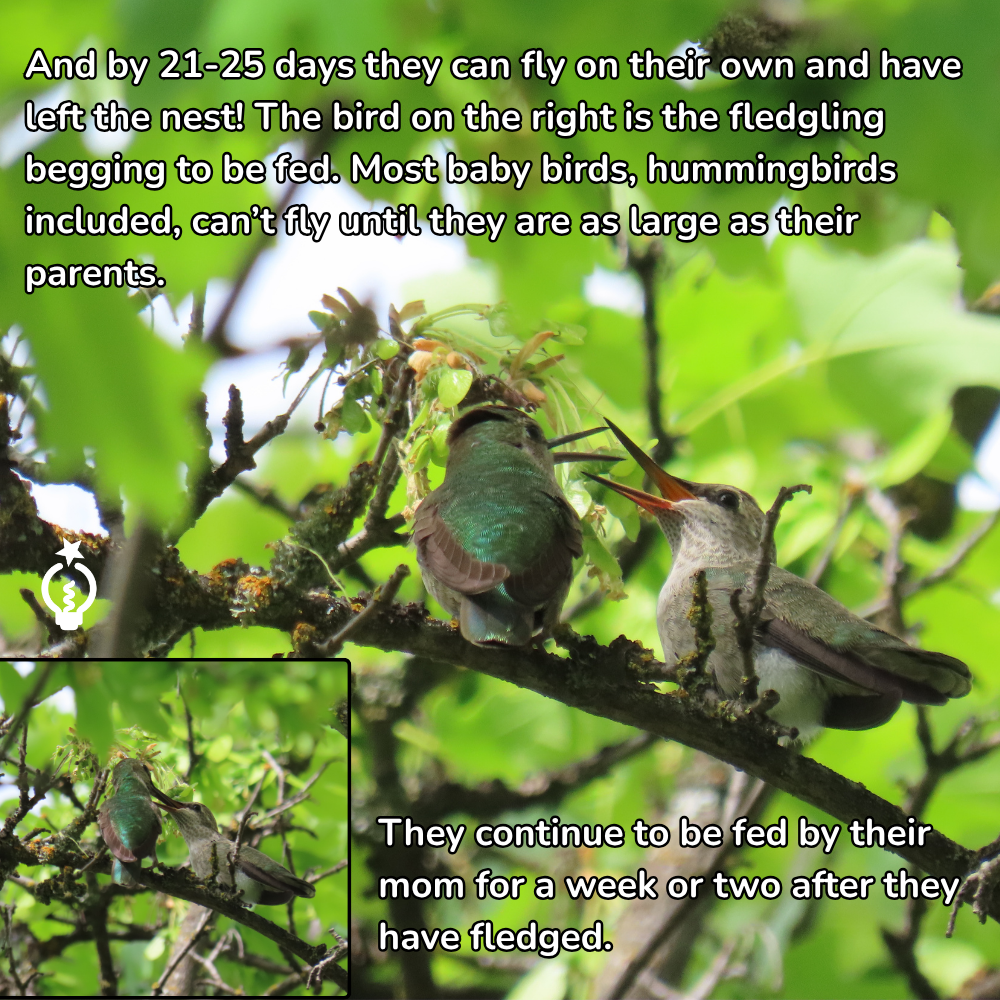 Green hummingbird chick on a nest in leafy branches, with inset of nestlings and text about fledging.