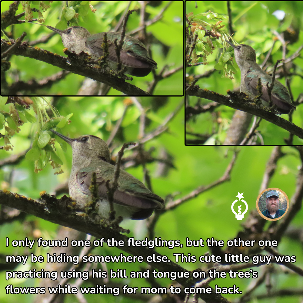 Three photos showing hummingbird fledglings on tree branches with green leaves.