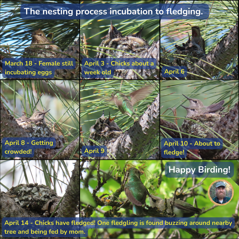 Hummingbird nest photo collage showing eggs, chicks, and fledglings through April, with “Happy Birding!” text