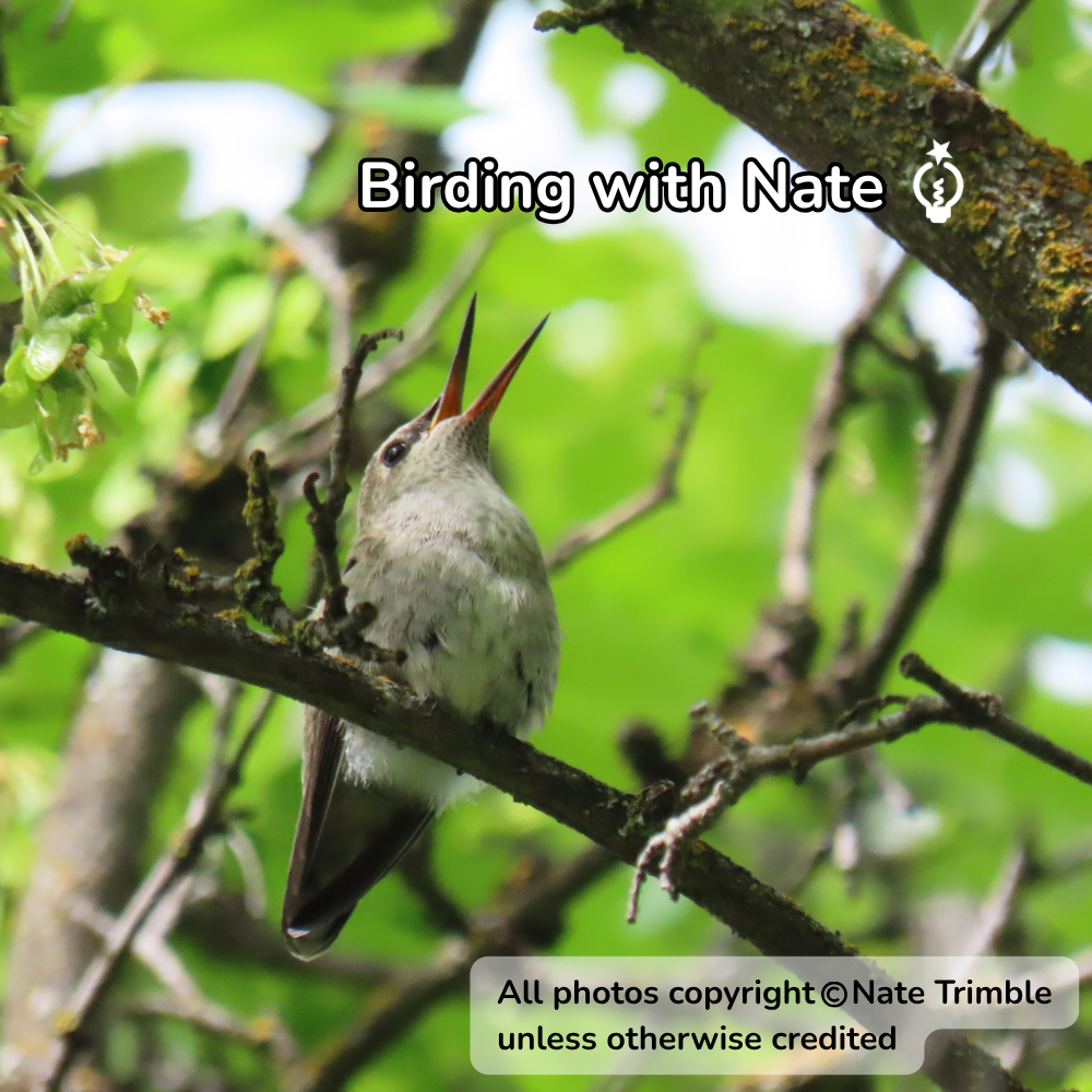 Small hummingbird fledgling perched on a branch, beak open, among green leaves in a wooded area.