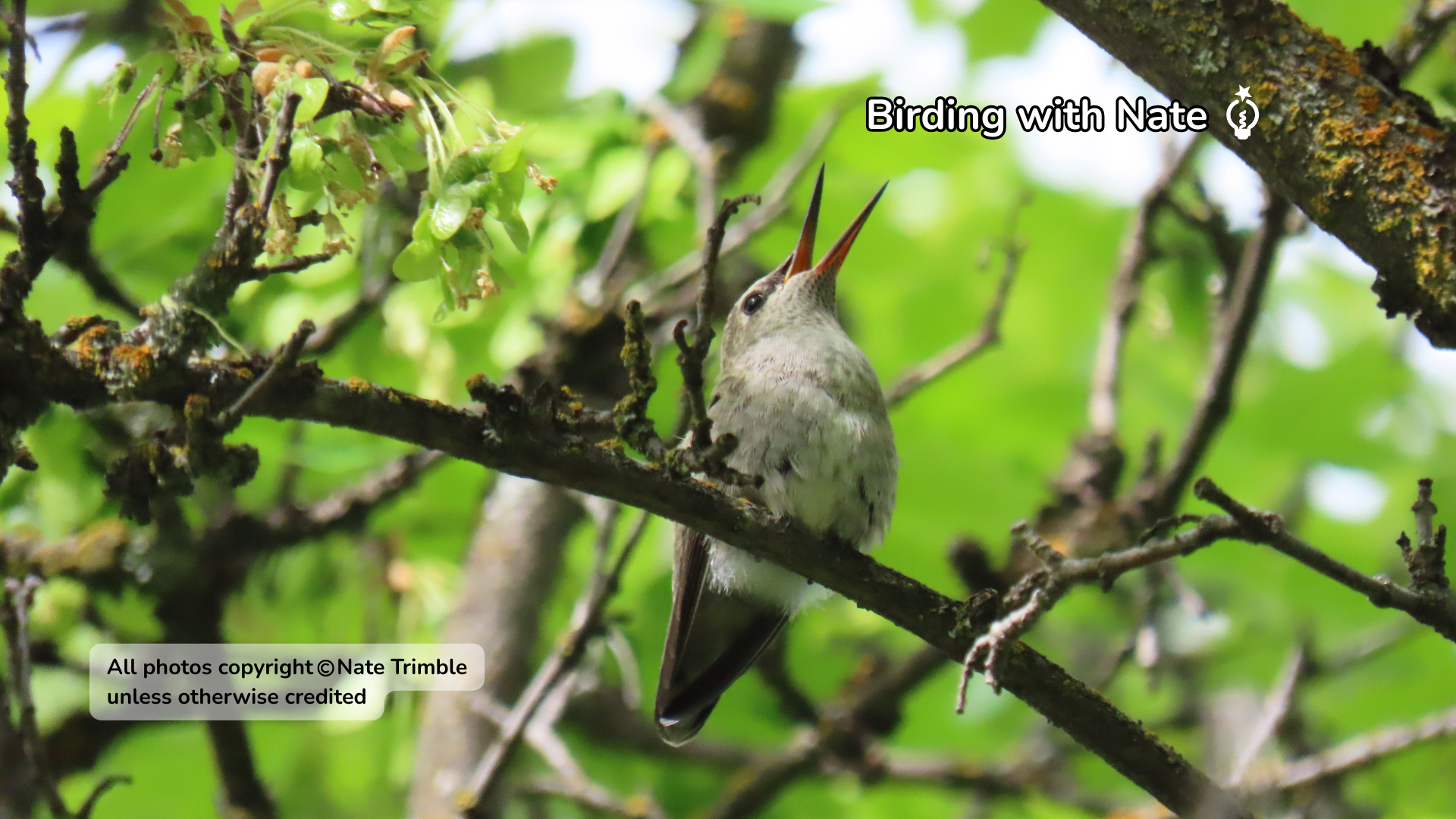 Small hummingbird perched on a branch in green foliage, with an on-image label reading “Birding with Nate.”