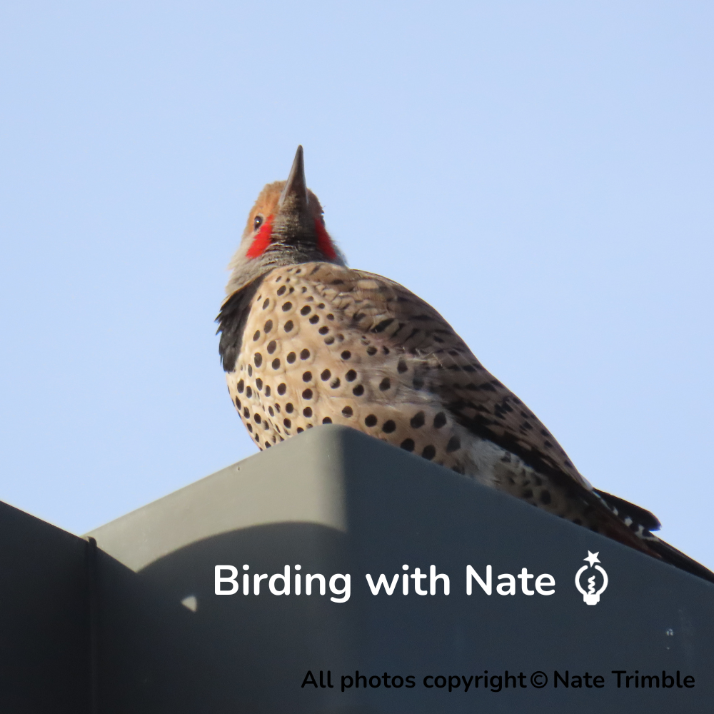 Northern Flicker perched on a dark ledge against a blue sky, displaying spotted plumage and a red nape.