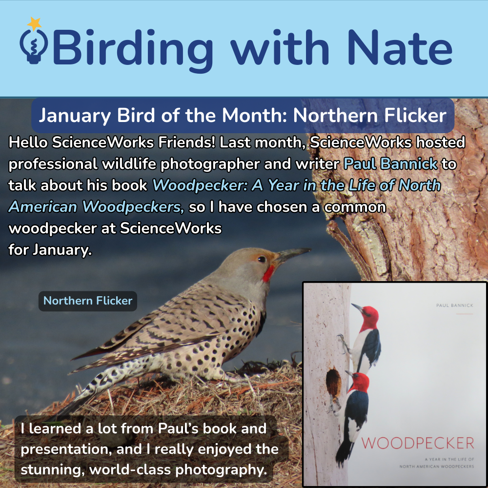 A birding graphic featuring a Northern Flicker with text about a book on woodpeckers.