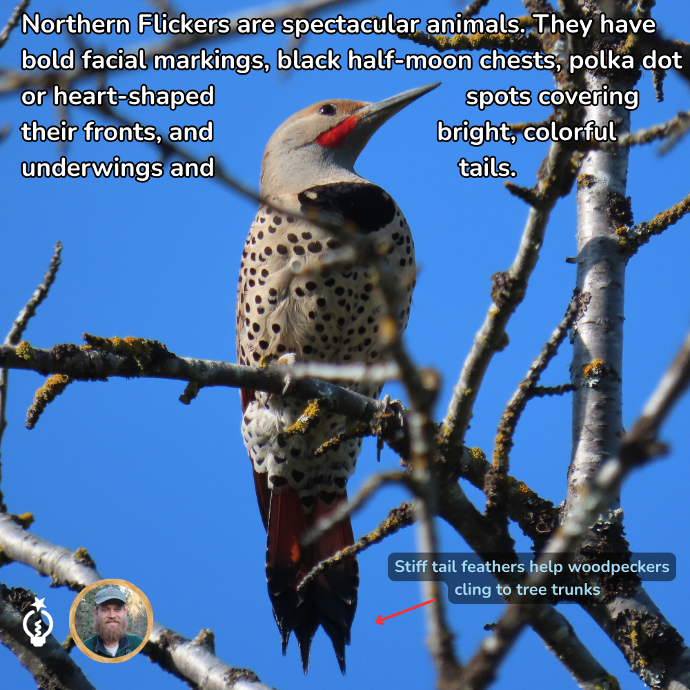 Northern Flicker bird with red-striped jaw, black spots, perched on a tree branch against a blue sky.