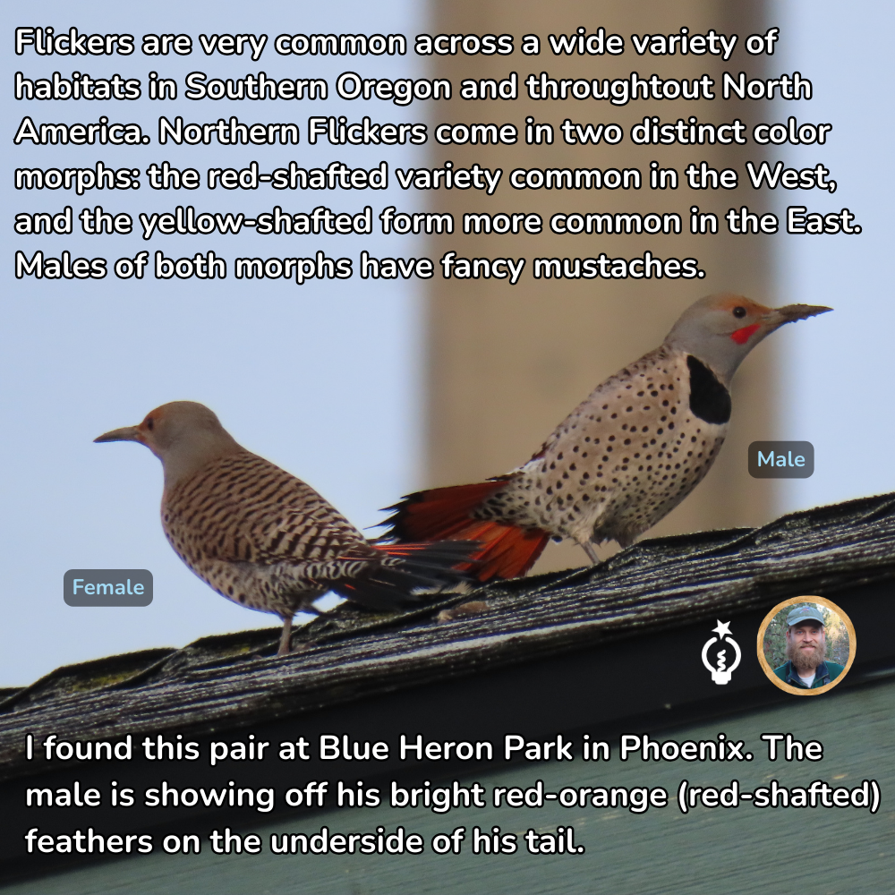Two Northern Flickers, male with red-orange tail feathers, female, perched on a roof. Blue Heron Park, Phoenix.