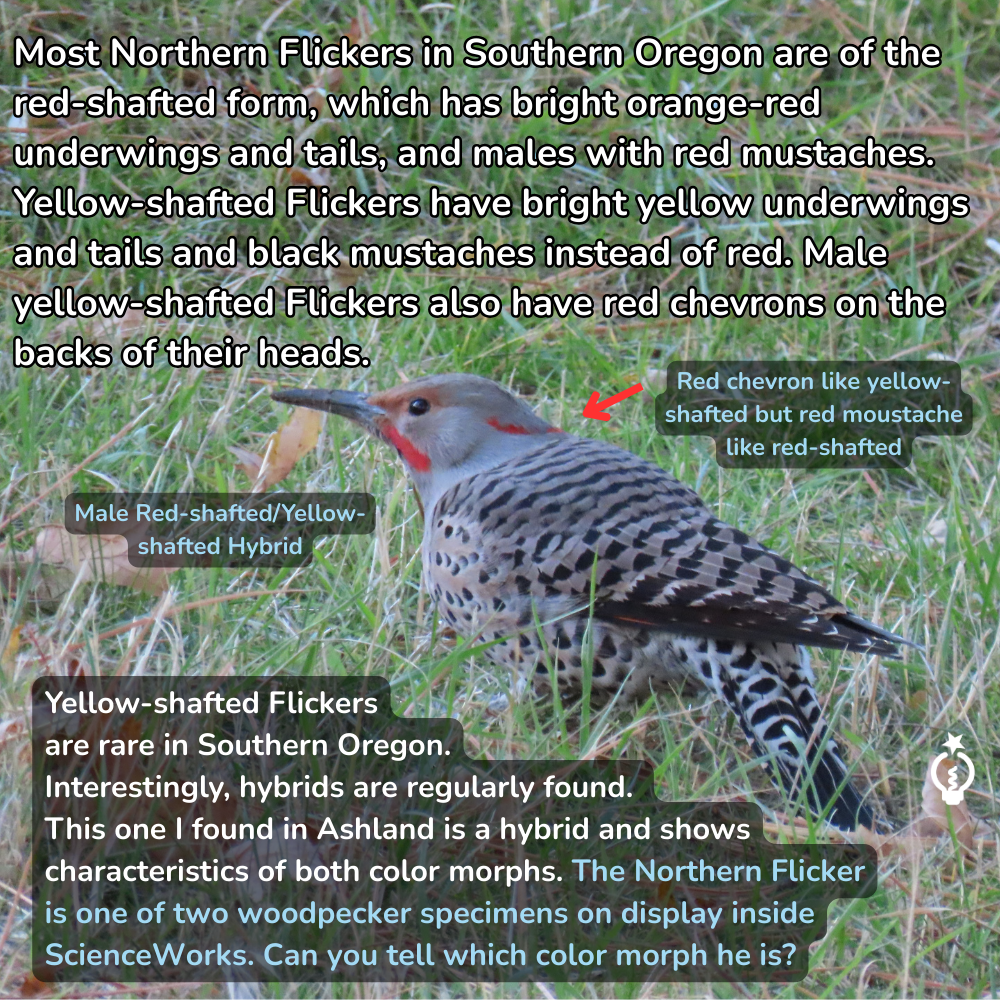 Northern Flicker bird hybrid with red and yellow characteristics, found in Ashland, Oregon.