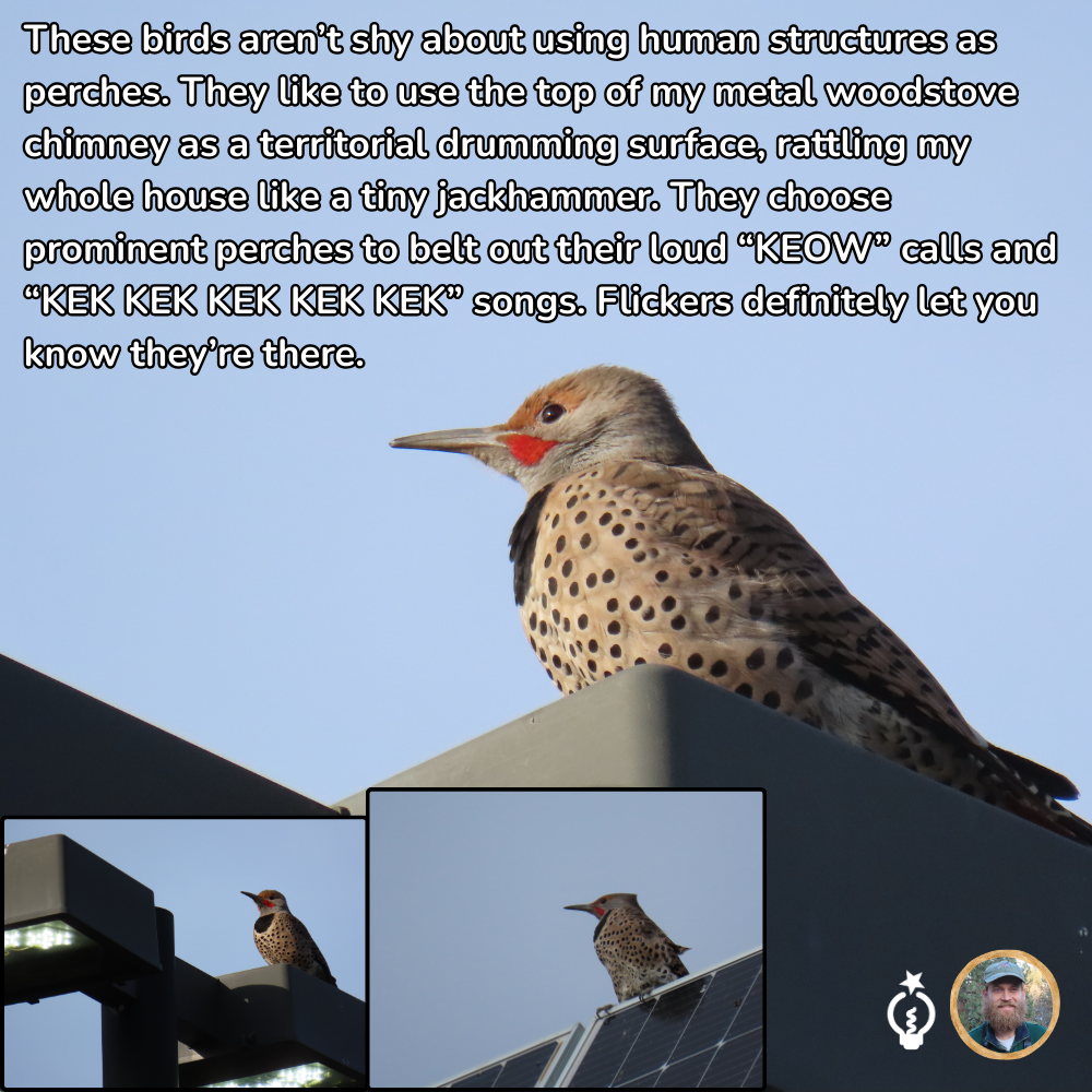 A Northern Flicker perched atop a structure, text describes their drumming and calls.