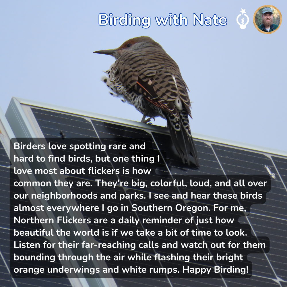 Northern Flicker bird perched on solar panels, text about appreciating common birds.
