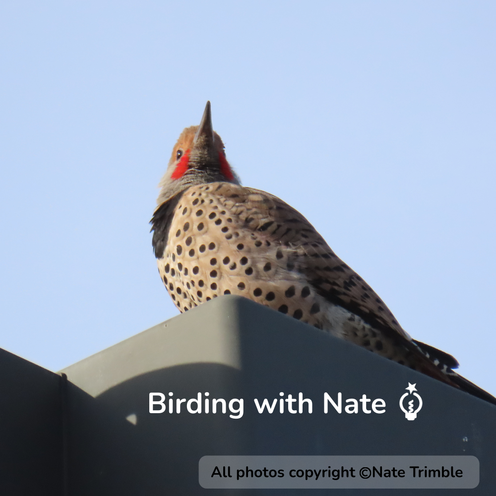 Northern Flicker perched on a dark gray surface, red nape and cheek patches, dotted brown back, blue sky.