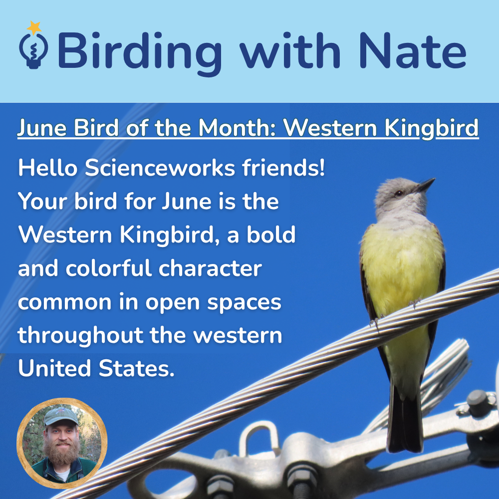 Hello Scienceworks friends!
Your bird for June is the
Western Kingbird, a bold
and colorful character
common in open spaces
throughout the western
United States.
