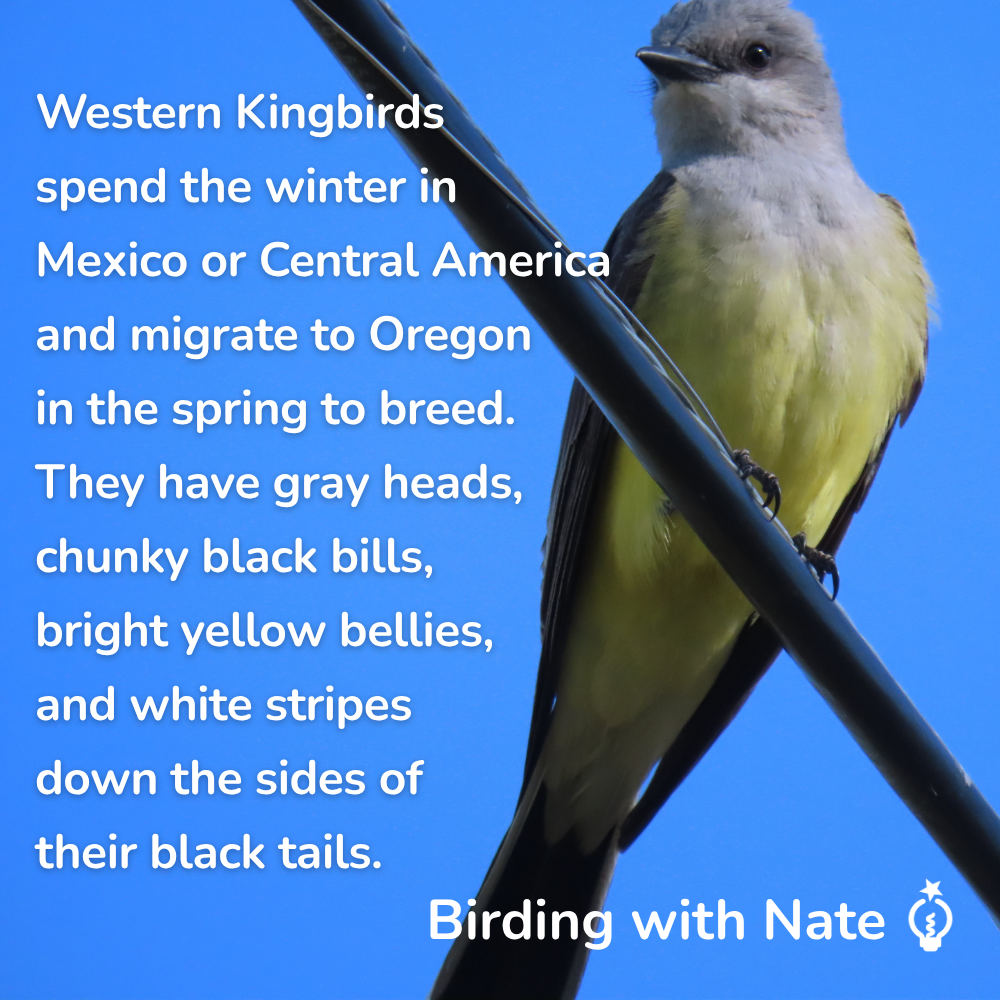 Western Kingbirds
spend the winter in
Mexico or Central America
and migrate to Oregon
in the spring to breed.
They have gray heads,
chunky black bills,
bright yellow bellies,
and white stripes
down the sides of
their black tails.