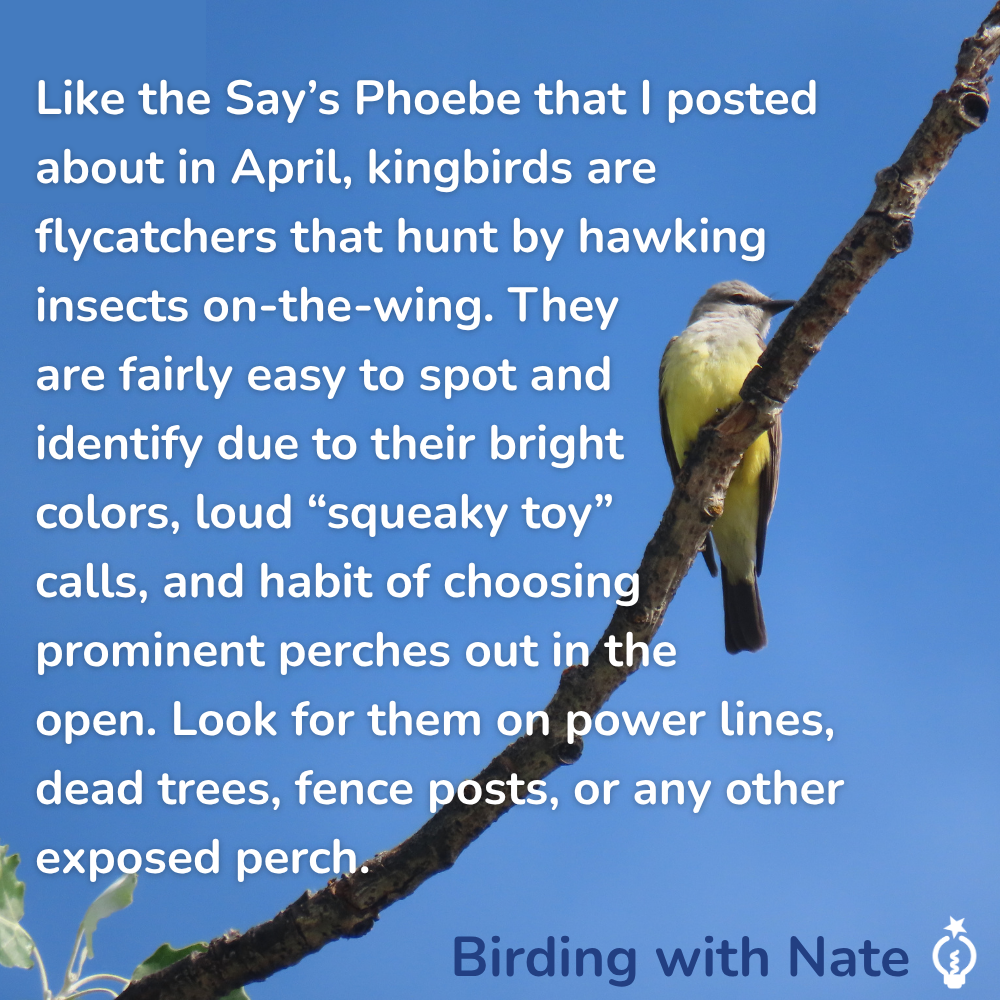 Like the Say’s Phoebe that I posted
about in April, kingbirds are
flycatchers that hunt by hawking
insects on-the-wing. They
are fairly easy to spot and
identify due to their bright
colors, loud “squeaky toy”
calls, and habit of choosing
prominent perches out in the
open. Look for them on power lines, dead trees, fence posts, or any other exposed perch.