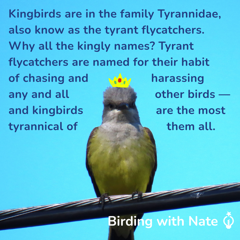 Kingbirds are in the family Tyrannidae, also known as the tyrant flycatchers.
Why all the kingly names? Tyrant flycatchers get their name from their habit of chasing and harassing any and all other birds — and kingbirds are the most tyrannical of them all.