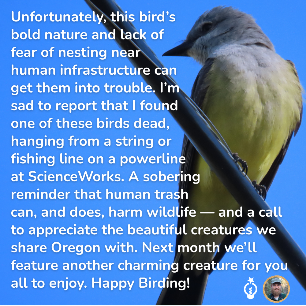 Unfortunately, this bird’s 
bold nature and lack of 
fear of nesting near 
human infrastructure can
get them into trouble. I’m 
sad to report that I found 
one of these birds dead,
hanging from a string or 
fishing line on a powerline 
at ScienceWorks. A sobering 
reminder that human trash
can, and does, harm wildlife — and a call to appreciate the beautiful creatures we share Oregon with. Next month we’ll feature another charming creature for you all to enjoy. Happy Birding!
