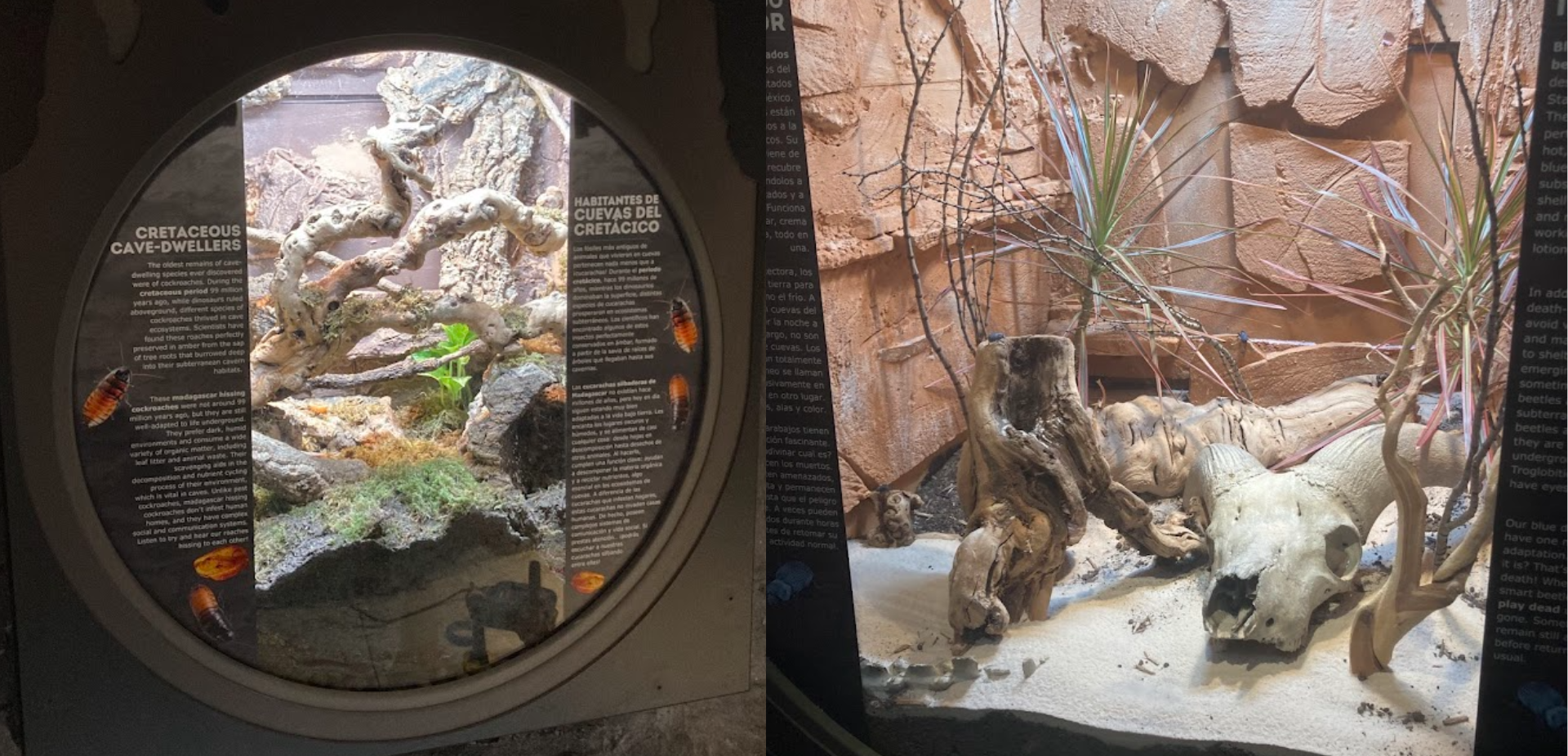 Left: The finished Madagascar hissing cockroach habitat. Right: The finished blue death-feigning beetle habitat.