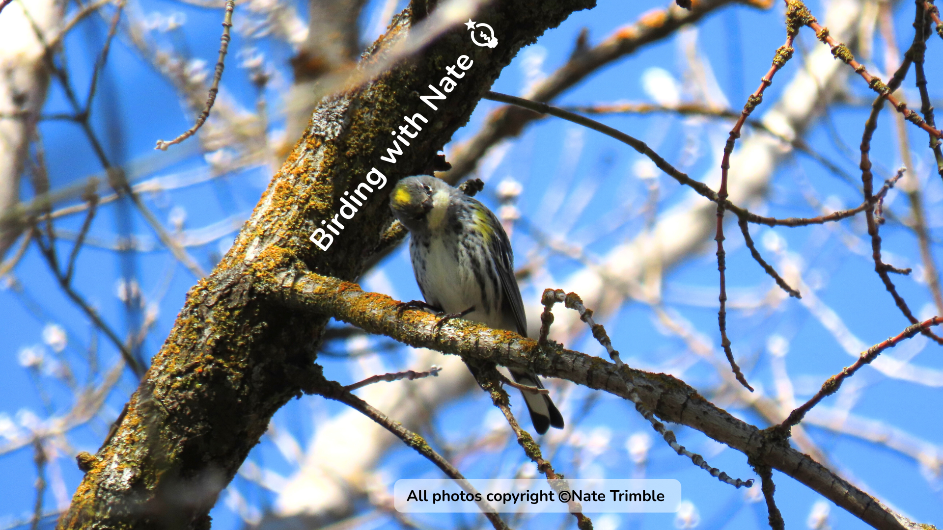 A Yellow-rumped Warbler with a bright yellow crown and side patch perches on a bare tree branch against a blue sky.