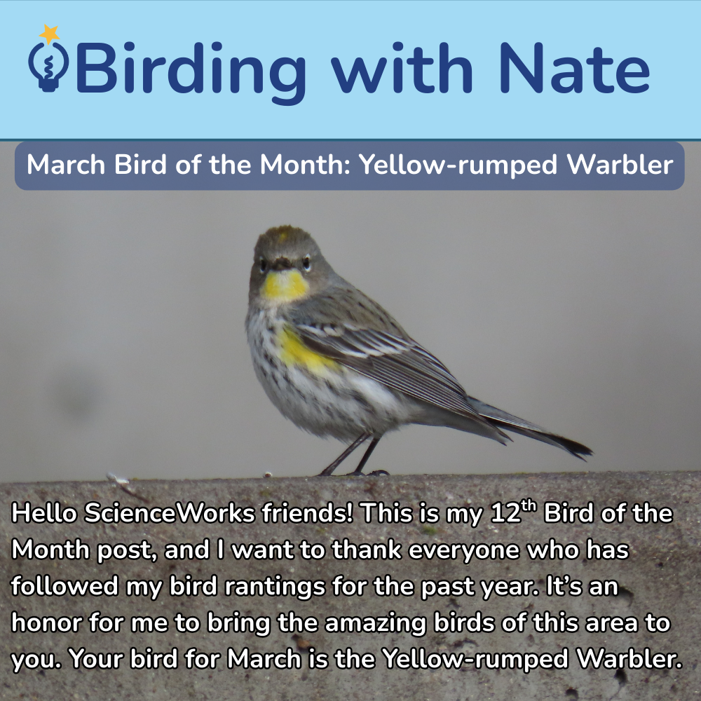 A Yellow-rumped Warbler perched on a ledge, featured in a