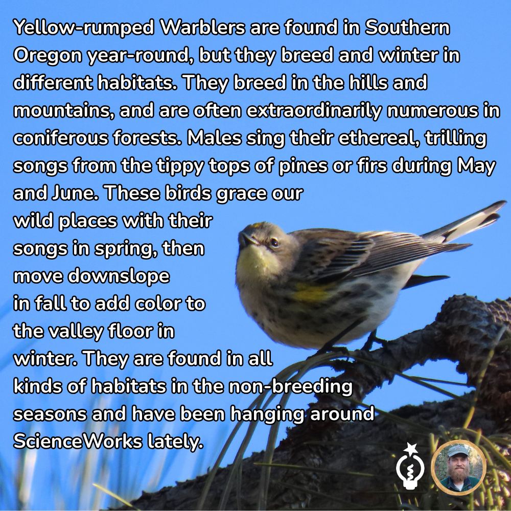 A Yellow-rumped Warbler perched on a pine branch against a blue sky, with text describing its seasonal migration habits.