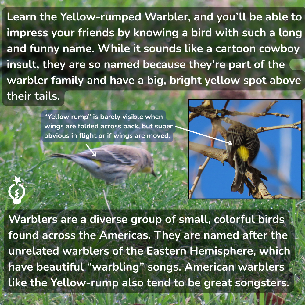 Informational graphic about the Yellow-rumped Warbler, featuring two photos of the bird highlighting its yellow rump.