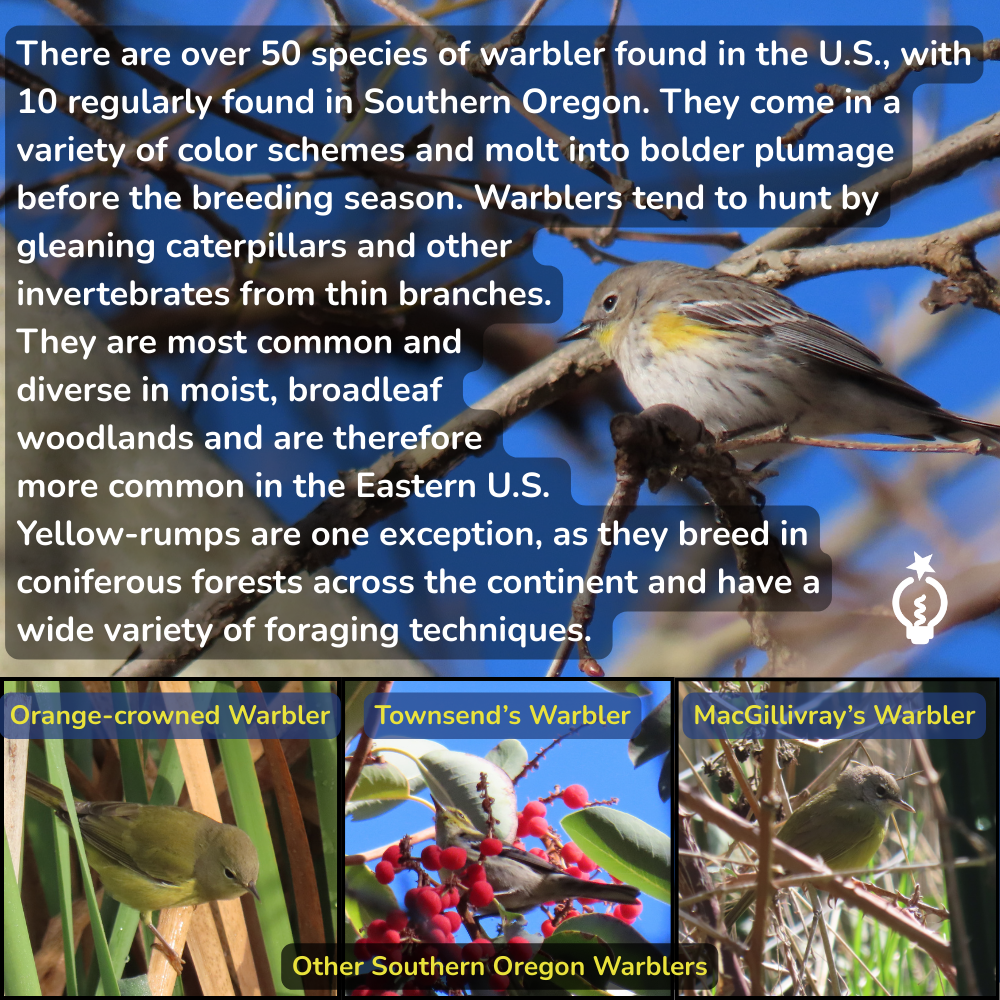 Informative graphic about warblers, featuring a Yellow-rumped warbler, with smaller photos of three other species.