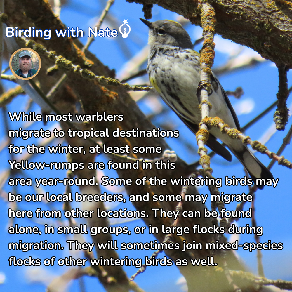 A Yellow-rumped Warbler perched on a mossy branch, with text describing its migratory habits and behaviors.