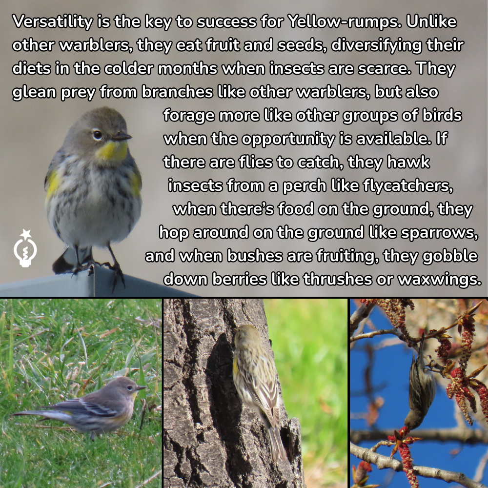 A Yellow-rumped warbler perched on a fence, with text describing how the bird's diverse diet aids its survival.